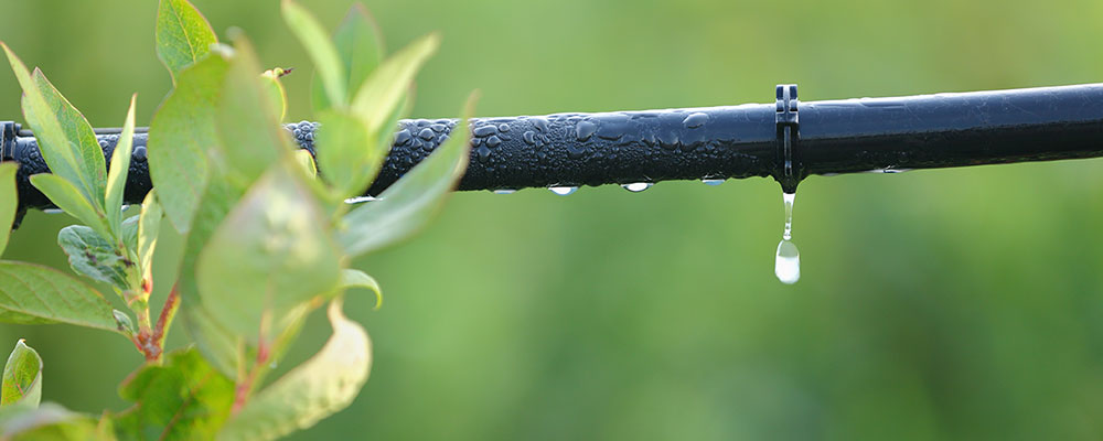 extreme close up of a drip irrigation line installed in Hurst